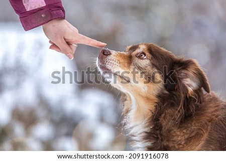 A person pointing at a dog nose. Booping a dog´  s nose