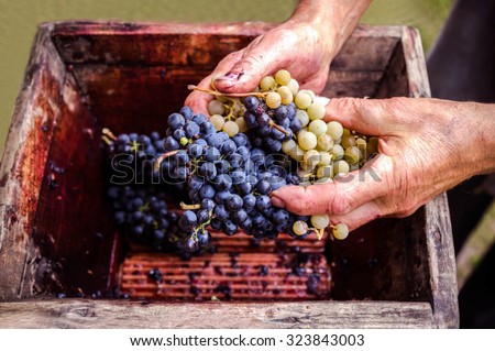 Person putting grapes in old manual press for grapes crushed
