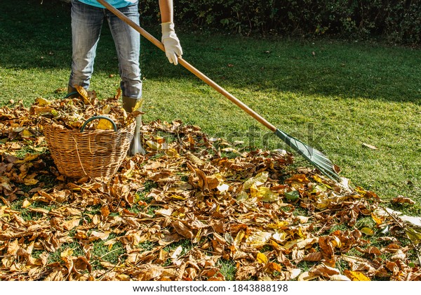Person\
raking fallen leaves in the garden.Girl holding a rake and cleaning\
lawn from leaves during autumn season.Girl standing with rake.\
Autumnal work in garden.Fall seasonal housework.\
