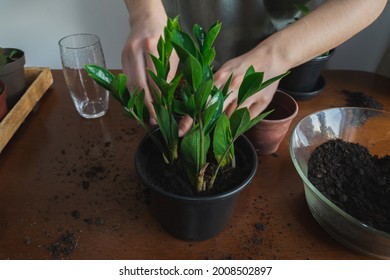 A person repotting a ZZ plant inside a apartment, on top of a wooden table with dirt and others houseplants on the background.