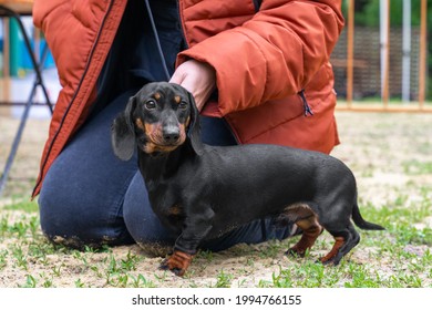 Person Sat Down On The Ground, Soiling Jeans To Put On Collar With Leash For Puppy. Professional Handler Puts Dachshund In Correct Stance At Dog Show.