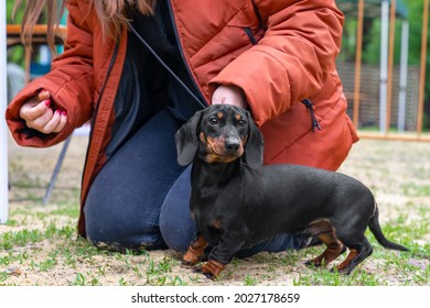 Person Sat Down On The Ground, Soiling Jeans To Put On Collar With Leash For Puppy. Professional Handler Puts Dachshund In Correct Stance At Dog Show.