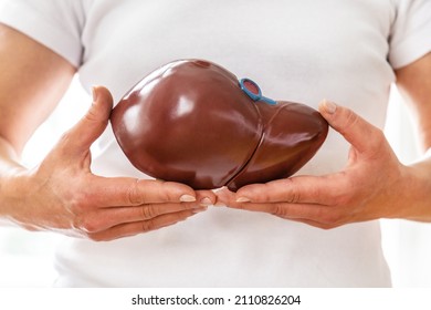 A person showing an anatomical model of the liver