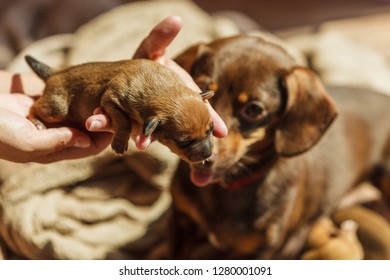 Person showing cute, adorable little dachshund puppies dogs newborns to their adult mother. - Shutterstock ID 1280001091