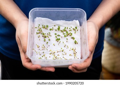 Person showing germinated seeds in moist water soaked kitchen towel within box - Shutterstock ID 1990205720