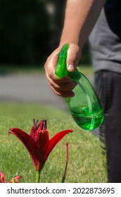 Person Spraying Flowers In Garden. Garden Plant Care. Spraying Plants With Plant Protection Products.