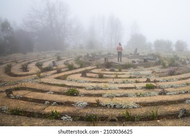 A person standing in the center of a labyrinth during a very cold and misty morning  - Shutterstock ID 2103036625