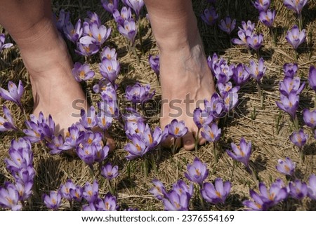 A person stands gracefully amidst a sea of vibrant purple flowers