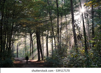 Person Taking A Walk Through Mystic Forest In Fall