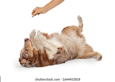 Person Teaching An Old Dog A New Trick To Roll Over And Play Dead