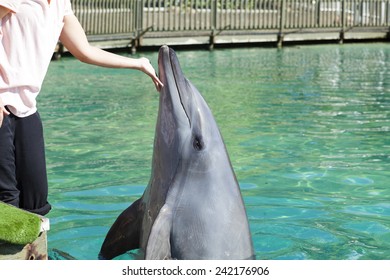 Person Touching Captive Dolphin Rising Out Of Water