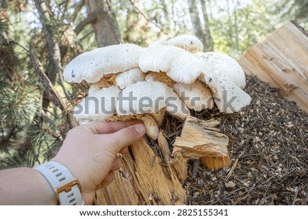 Person touching the underside of a large cluster of oyster mushrooms growing from a broken stump.