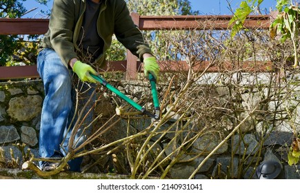 Person Trims Bushes And Deadwood In Yard With Large Shears - Spring Or Fall Yardwork