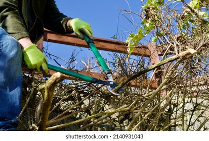 Person Trims Bushes And Deadwood In Yard With Large Shears - Spring Or Fall Yardwork