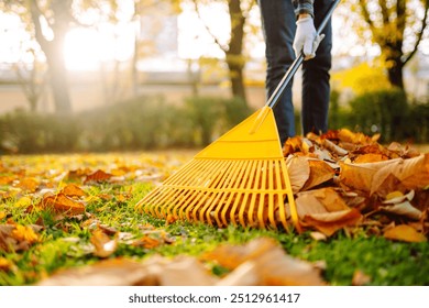 A person uses a yellow rake to gather fallen leaves in a park, surrounded by vibrant autumn foliage. Working with a fan rake in an orchard. Lawn and orchard care in autumn on a sunny day. - Powered by Shutterstock