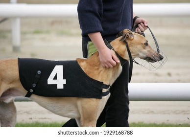 Person walking a greyhound racing dog