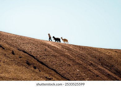 A person walking with two llamas on a barren hillside under a clear blue sky - Powered by Shutterstock