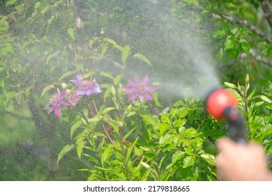 Person Is Watering Flowers In The Garden, Hand  With Water Spray Nozzle With Water Flows Close Up