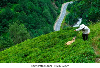 Person Wearing Bee Costume Plays With The Dog On The Mountain
