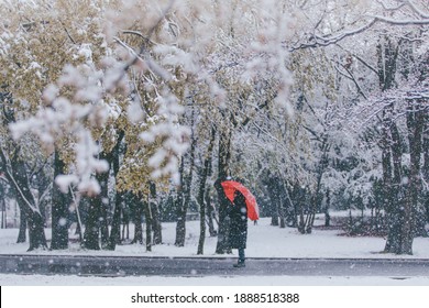 A Person Wondering Around, Hikarigaoka Park, Tokyo During Extreme Weather: Cherry Blossoms In Full Bloom Are Covered In Snow In April. 
