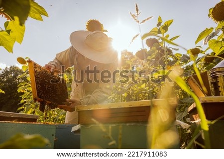 Person worker in beekeeper suit taking frame full of bees and honeycomb from beehive working with honey collecting removing. Apriculture sericulture concept in apriary in sunflwoers field.