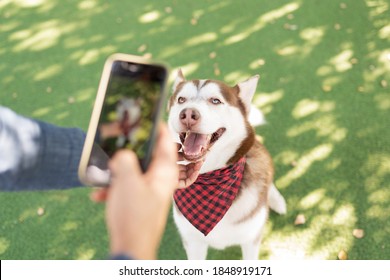 Personal perspective of a photo taken by a male dog owner of a husky pet wearing a bandana sitting in the green grass