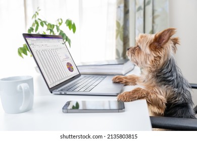 Personification. Yorkshire Terrier Working On A PC