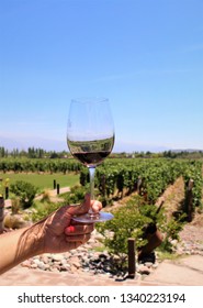 A Person's Hand Holding A Wine Glass; Green Grape Trees In The Background; Wine Tasting; Winery; Mendoza, Argentina