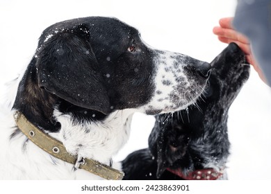 A person's hand reaching out to a black and white dog, depicting a tender moment in a snowy setting. - Powered by Shutterstock