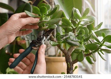 Person's hands pruning Jade tree houseplant with garden shears