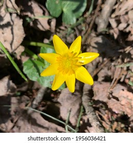 Perspective Changing Yellow Flower Stands Above Leaves In Spring. Northeastern United States.
