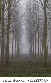 perspective in the coppice between poplars rows