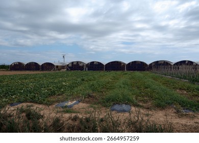 Perspective of a field with different types of crops, with greenhouses in the background under a cloudy sky. A concept of agriculture and food production.