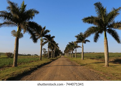 Perspective Looking Down The Length Of A Palm Tree Lined Dirt Or Gravel Road.