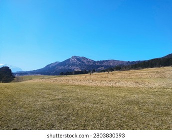 A perspective looking up through a gap in a dense coniferous forest with pine needles covering the ground under a bright sun in the Austrian Alps