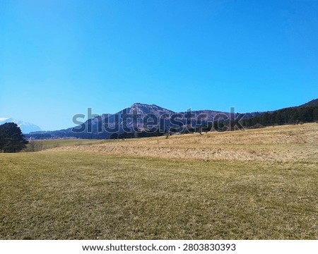A perspective looking up through a gap in a dense coniferous forest with pine needles covering the ground under a bright sun in the Austrian Alps
