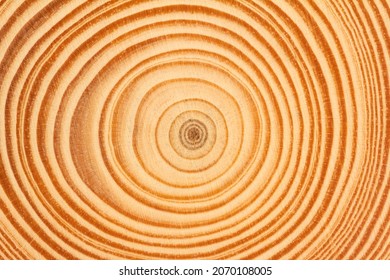 Perspective Side View Closeup Of Brown Slice Of Freshly Cut Wood Texture With Dense Concentric Growth Rings