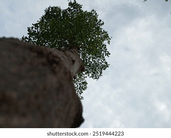 Perspective of a tall tree viewed from below, showing bright green leaves against a cloudy sky, symbolizing growth and nature.