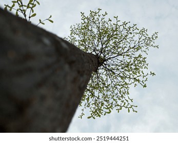 Perspective of a tall tree viewed from below, showing bright green leaves against a cloudy sky, symbolizing growth and nature.