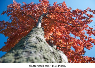 Perspective up a tree