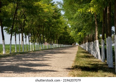 Perspective of tree lined road with the bleached trees 