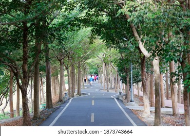 A perspective view of a bikeway under an archway of giant old trees with local people walking on the winding pathway through the lavish greenery in the morning, in Shengang District, Taichung, Taiwan
