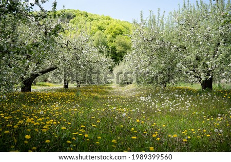 perspective view of blossomed apple trees row arranged in fruit orchard with green grass meadow during may spring season