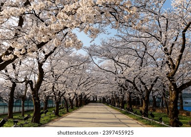 Perspective view of a country lane leading under the romantic archway of pink cherry blossom trees (Sakura Namiki) on a sunny spring day, in Joetsu City 上越市, Niigata 新潟, Hokuriku Region 北陸地方, Japan