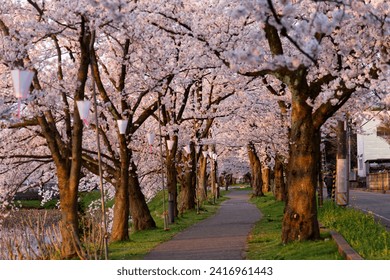 Perspective view of a country lane leading under a romantic archway of cherry blossom trees (Sakura Namiki) on a beautiful spring morning, in Joetsu City 上越市, Niigata, Hokuriku Region, Japan