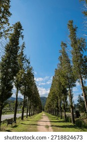 Perspective view of dirt path lined with tall green metasequoia trees
