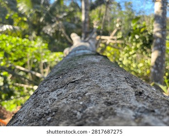 Perspective view of a fallen tree trunk in the forest, close-up rough bark texture with selective focus and blurry green foliage background