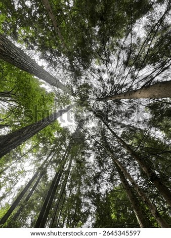 Perspective view from the ground up, highlighting tree height.