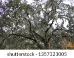 Perspective view of hanging moss in an old tree