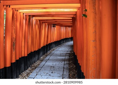 A perspective view looking through the famous tunnel of vibrant orange and vermilion wooden torii gates along a stone path at Fushimi Inari Taisha shrine in Kyoto, Japan.